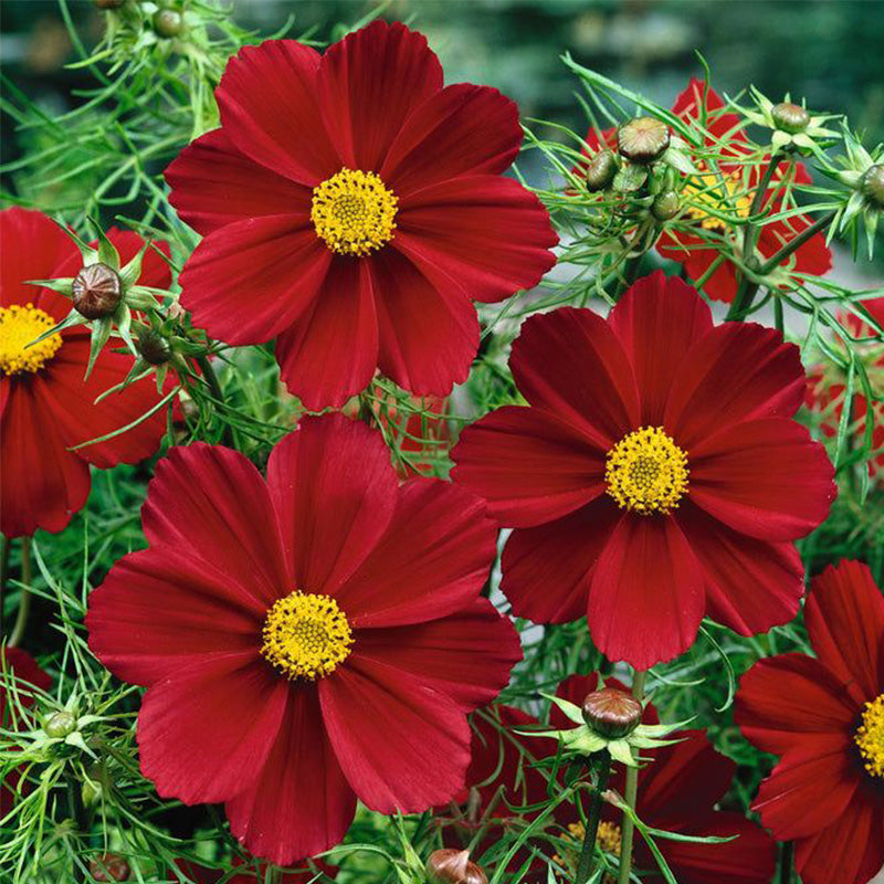 Cosmos Seeds - Deep Red