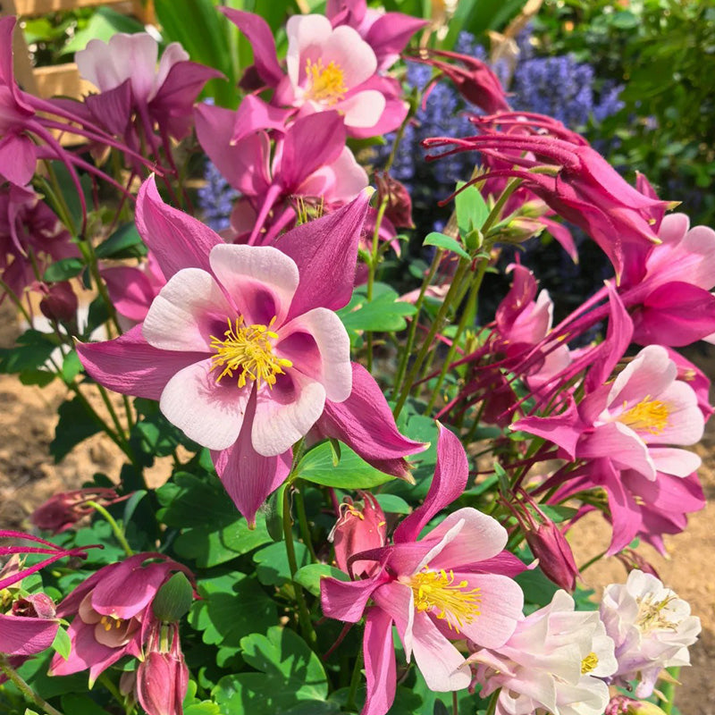 Columbine Seeds - Pink Bicolor