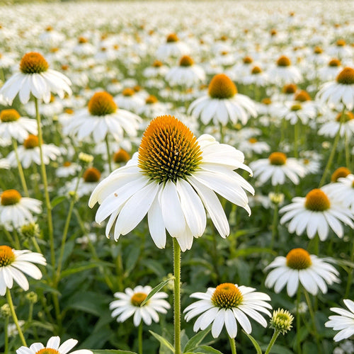 Coneflower Seeds - White Swan