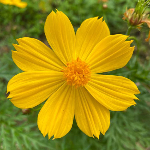 Coreopsis Seeds - Golden Yellow