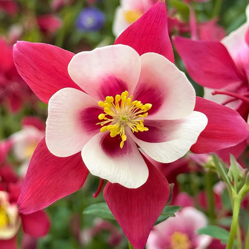 Columbine Seeds - Red & White Star