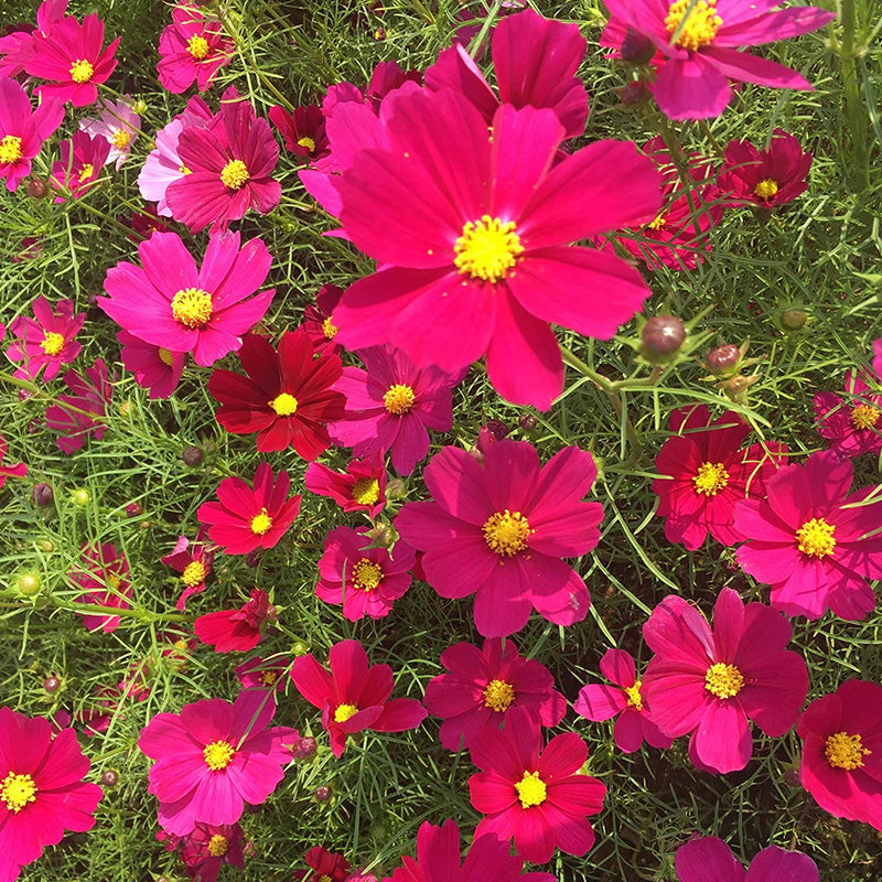 Cosmos Seeds - Magenta Pink