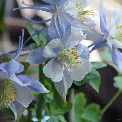 Columbine Seeds - Light Blue & White