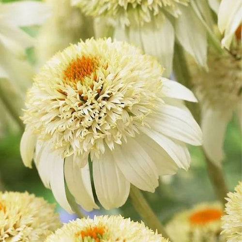 Coneflower Seeds - Cream & Orange Crown