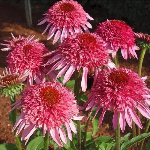 Coneflower Seeds - Pink & Copper Crown