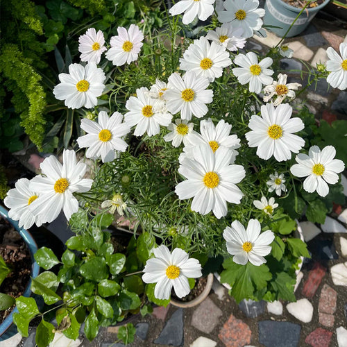 Cosmos Seeds - Pure White