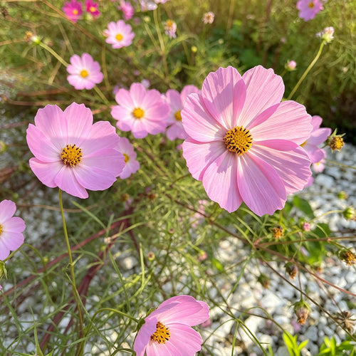 Cosmos Seeds - Light Pink