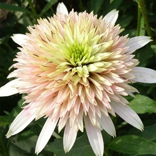 Coneflower Seeds - Double Green & Pink