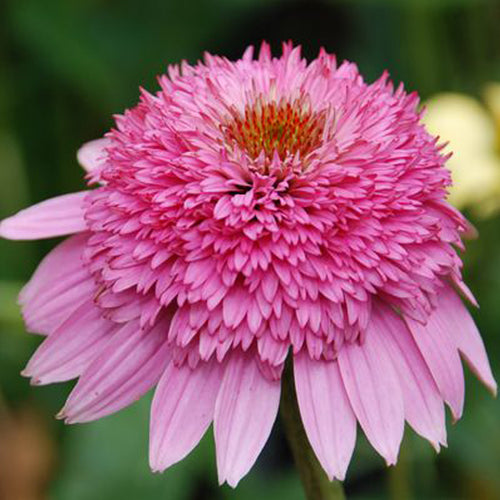 Coneflower Seeds - Double Pink