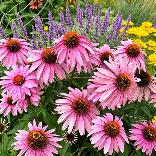 Coneflower Seeds - Classic Pink