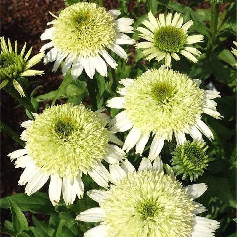 Coneflower Seeds - Double White Green