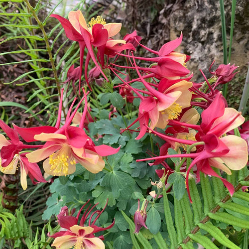 Columbine Seeds - Red & Yellow