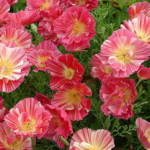 California Poppy Seeds - Ruffled Pastel