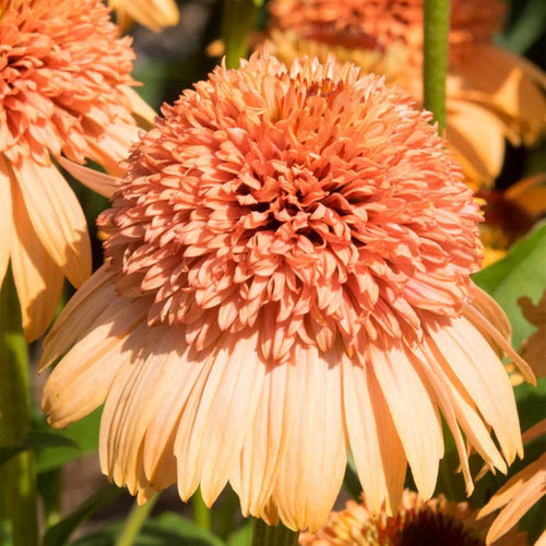 Coneflower Seeds - Double Peach