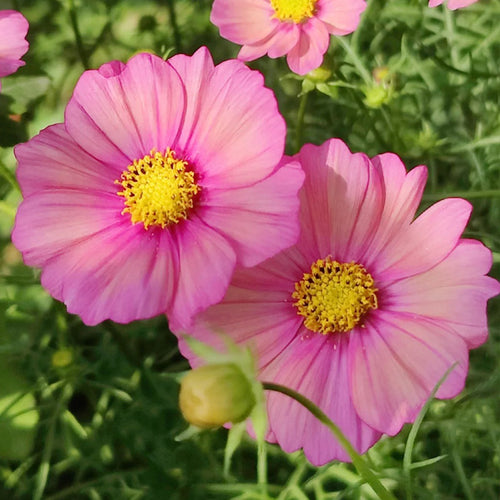 Cosmos Seeds - Bicolor Pink.