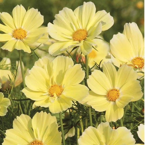 Cosmos Seeds - Yellow