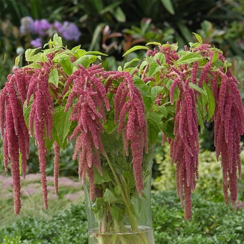 Amaranthus Seeds - Coral Cascade