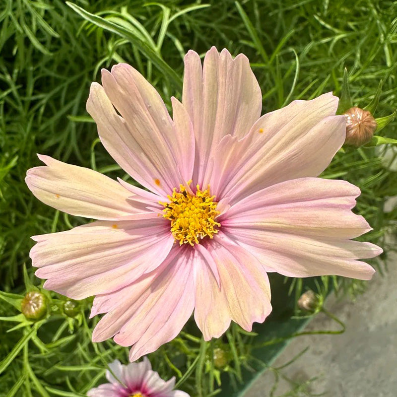 Cosmos Seeds - Pastel Pink