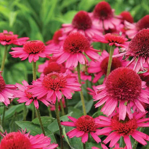 Coneflower Seeds - Pink & Copper Green Crown