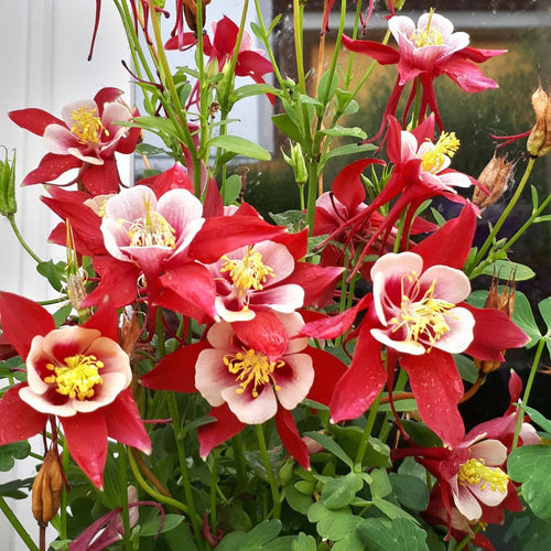 Columbine Seeds - Red & Yellow