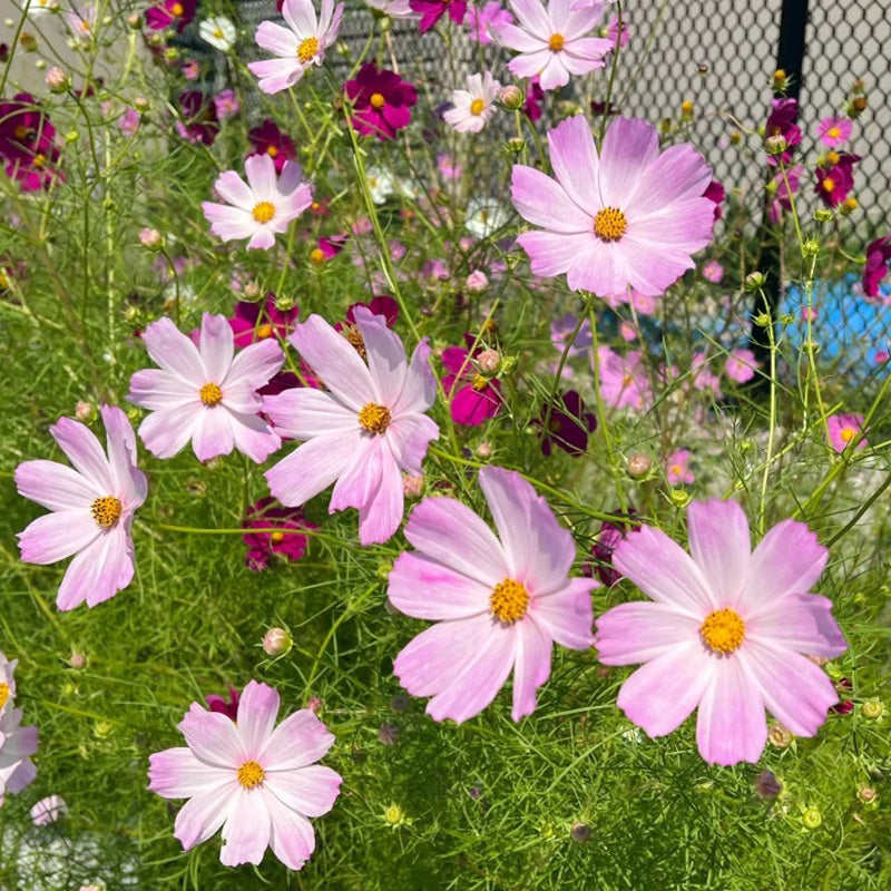 Cosmos Seeds - Light Pink