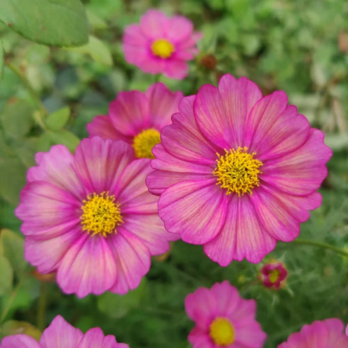 Cosmos Seeds - Bicolor Pink.
