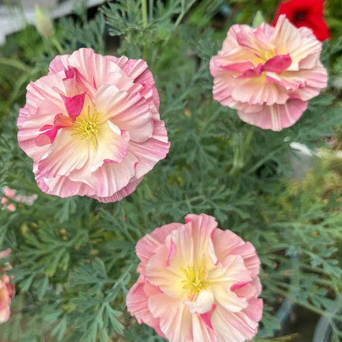 California Poppy Seeds - Ruffled Picotee