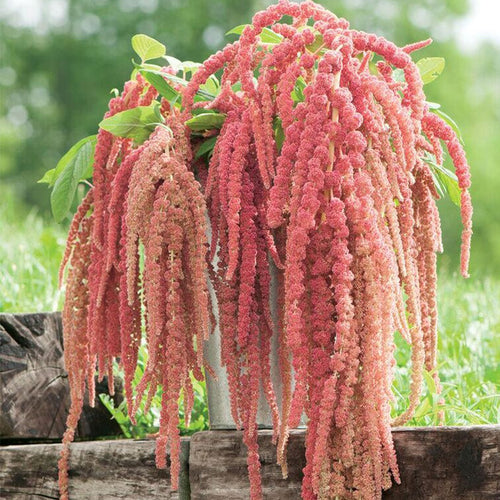 Amaranthus Seeds - Coral Cascade