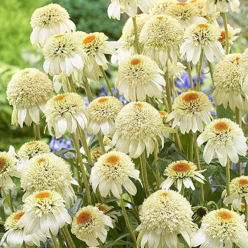Coneflower Seeds - Cream & Orange Crown