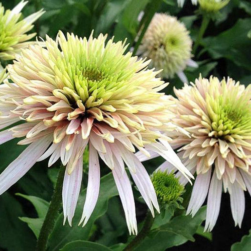 Coneflower Seeds - Double Green & Pink