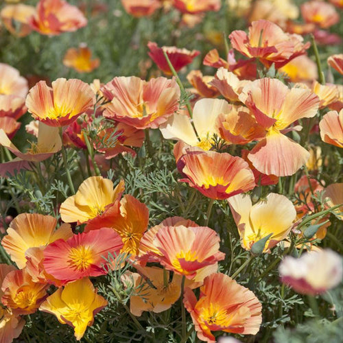 California Poppy Seeds - Peach Ruffled