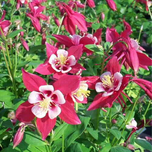 Columbine Seeds - Pink Bicolor