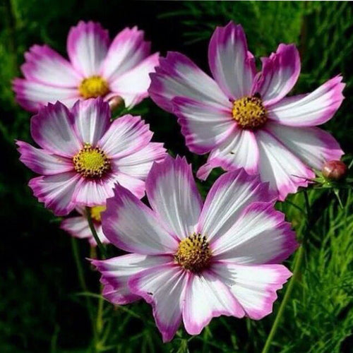 Cosmos Seeds - Pink Picotee