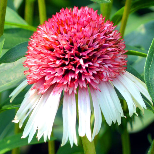 Coneflower Seeds - Double Pink & White