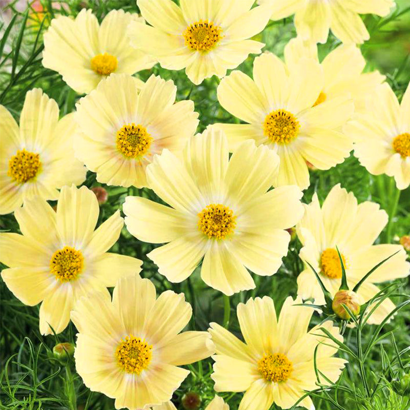 Cosmos Seeds - Pale Yellow