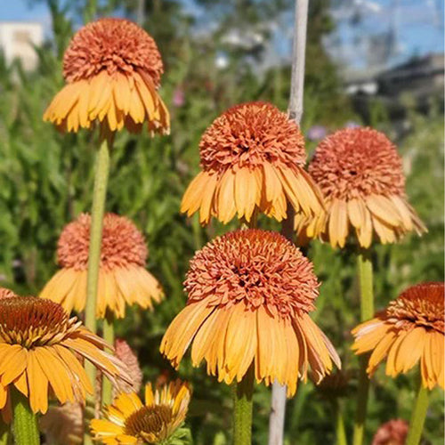 Coneflower Seeds - Double Peach