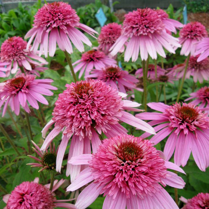 Coneflower Seeds - Double Pink