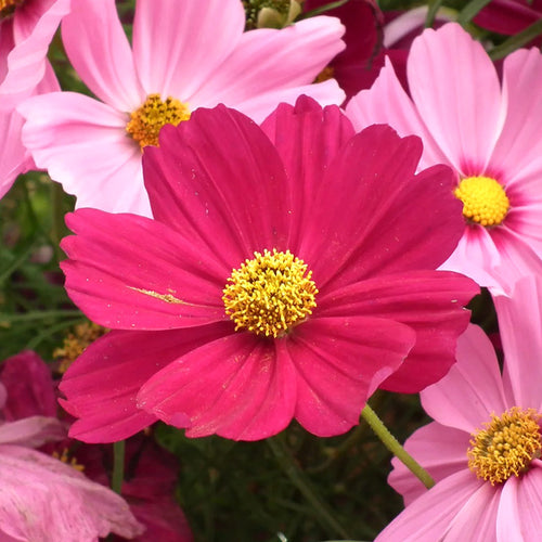 Cosmos Seeds - Magenta Pink