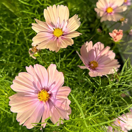 Cosmos Seeds - Pastel Pink