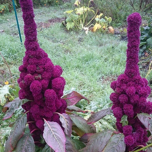 Amaranthus Seeds - Crested Magenta