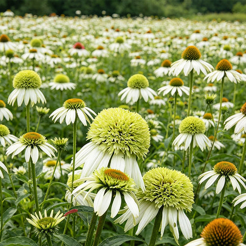 Coneflower Seeds - Double White Green