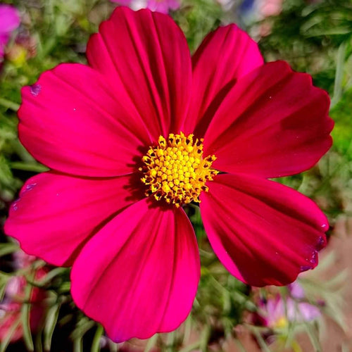 Cosmos Seeds - Deep Red