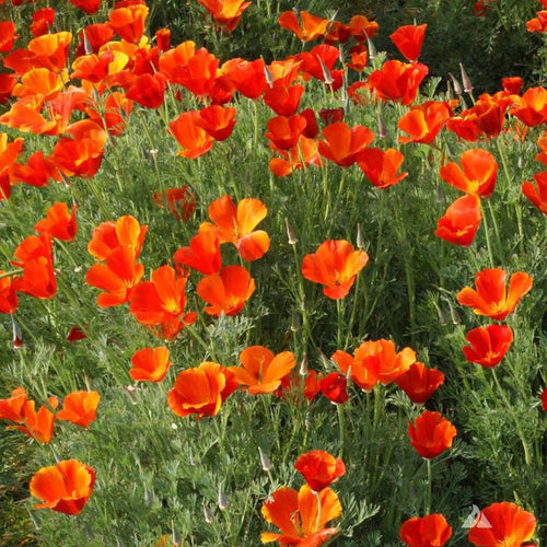 California Poppy Seeds - Red & Yellow