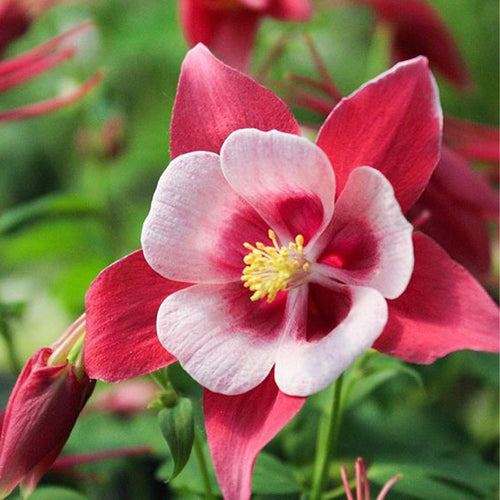 Columbine Seeds - Red & White Star