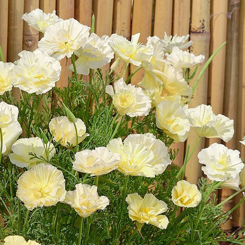 California Poppy Seeds - Creamy Double