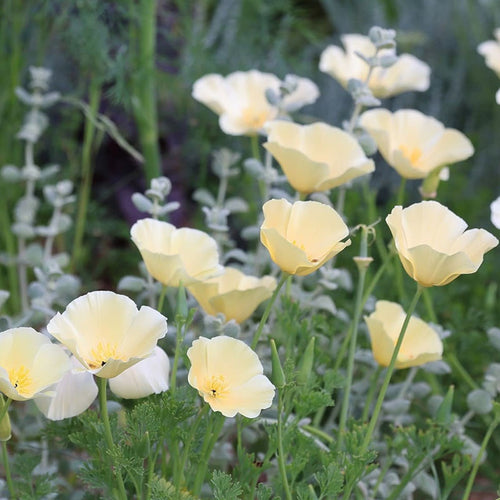 California Poppy Seeds - Pale Cream