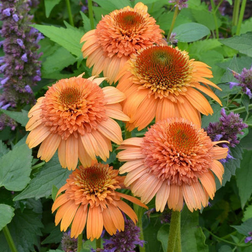 Coneflower Seeds - Double Orange
