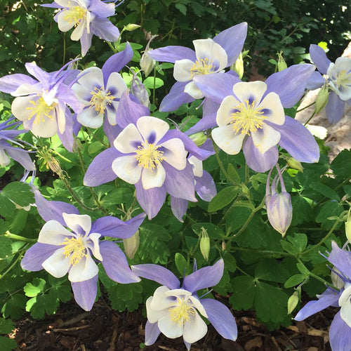 Columbine Seeds - Blue & White