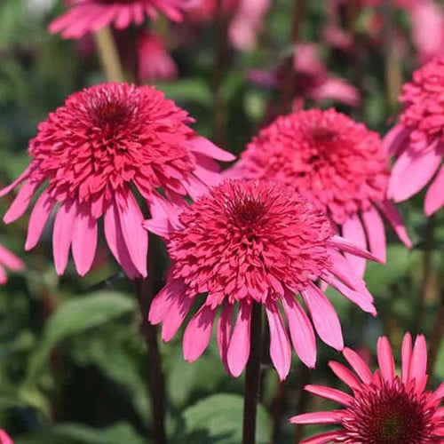 Coneflower Seeds - Pink & Copper Crown