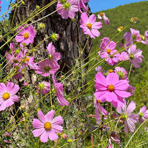 Cosmos Seeds - Magenta Dark Ring